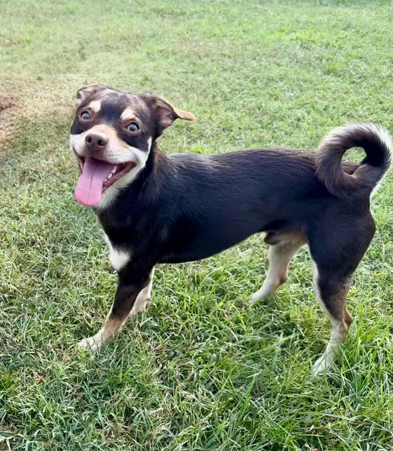 A young small-sized male Chihuahua dog named Chocolate for adoption in Maiden, NC