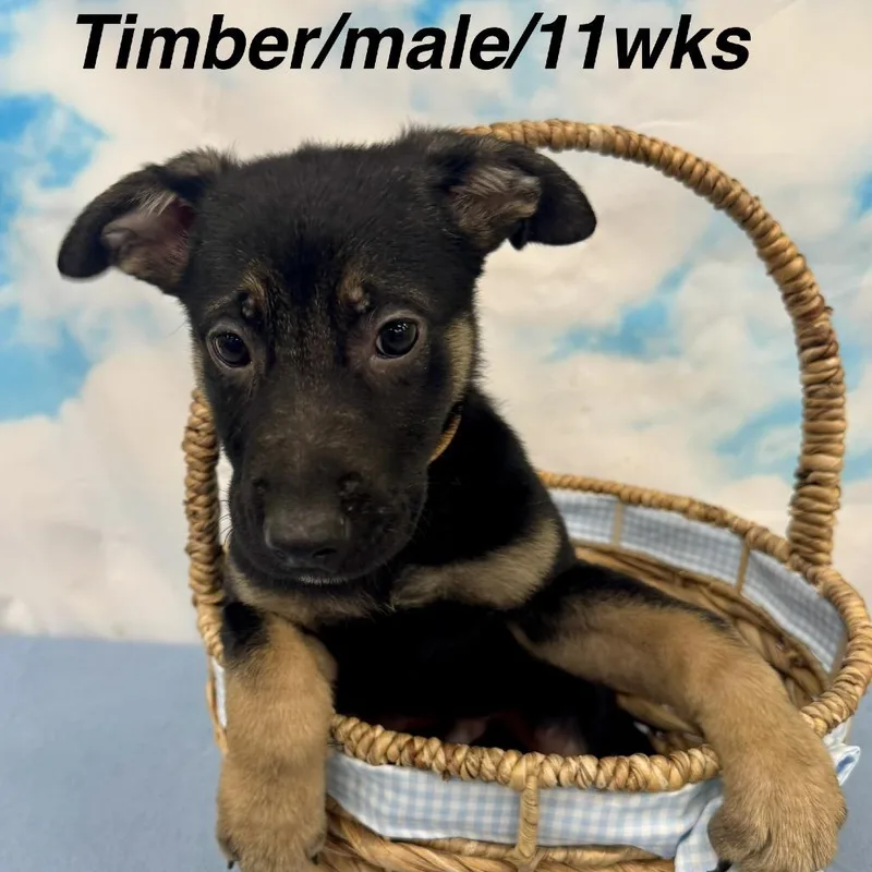 Timber