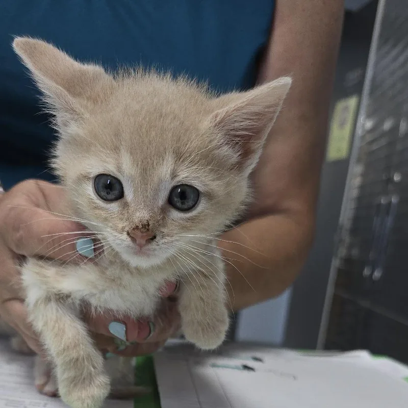 A baby small-sized male Buff / Tan / Fawn Domestic Short Hair cat named Eskel for adoption in Yanceyville, NC