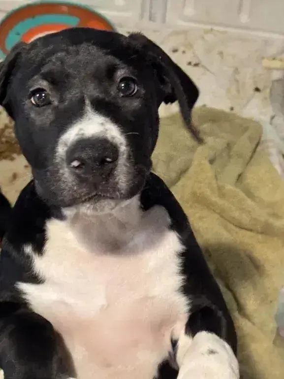A baby small-sized male Tricolor (Brown, Black, & White) Mixed Breed dog named Bolton for adoption in Grand Rapids, MI