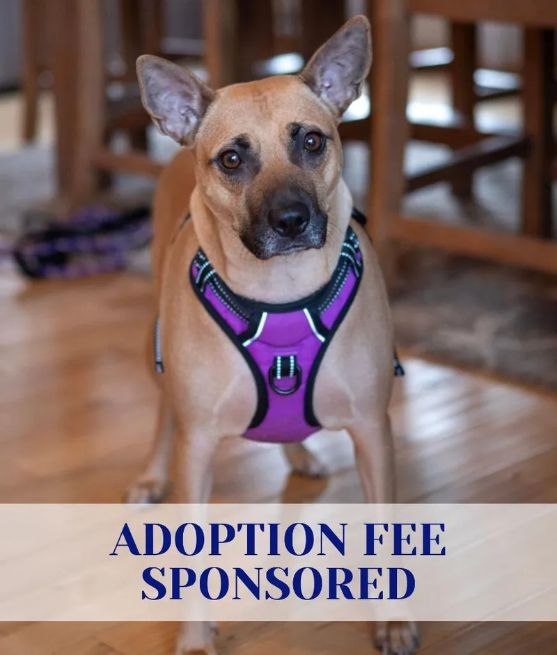An adult medium-sized female Pit Bull Terrier dog named Trace for adoption in Savage, MN