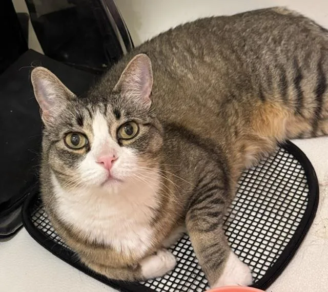 A senior medium-sized female Brown / Chocolate Domestic Short Hair cat named Alexandra Karev for adoption in Chandler, AZ