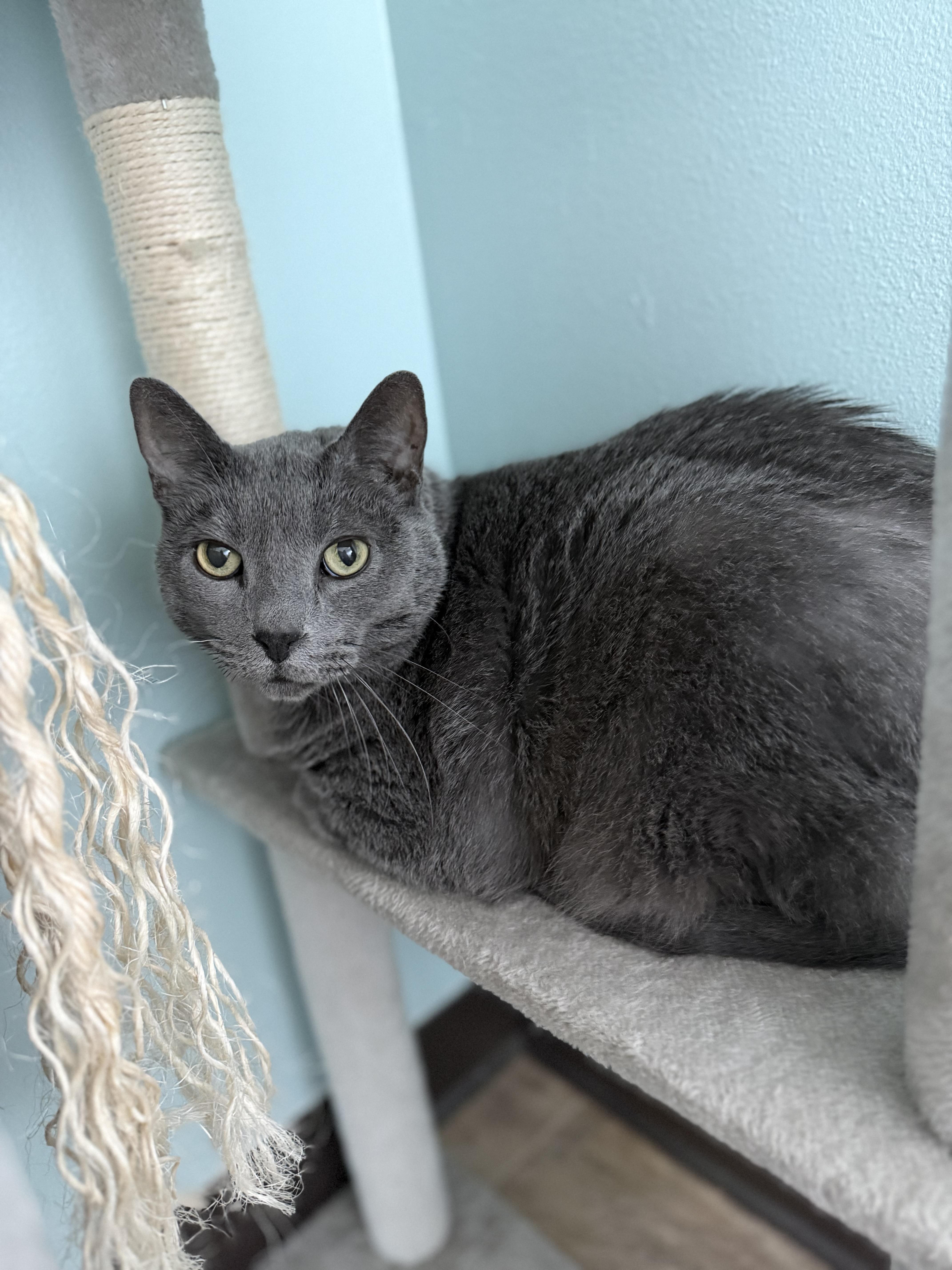 A senior large-sized male Gray / Blue / Silver Domestic Short Hair cat named Dorian for adoption in Dodgeville, WI