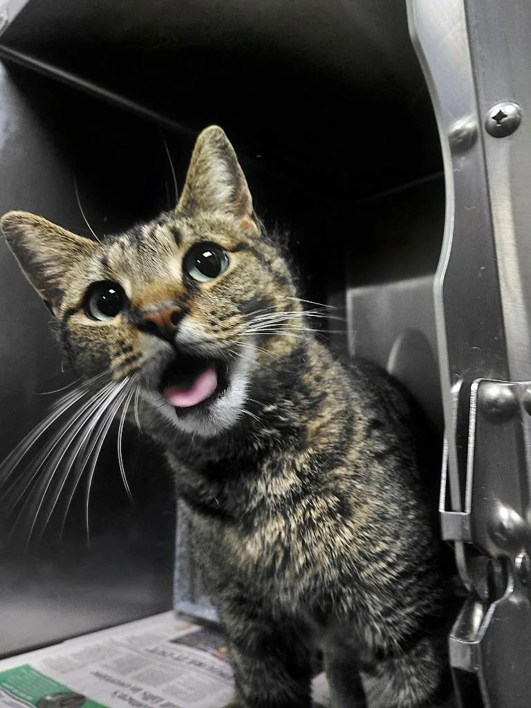 A young small-sized female Domestic Short Hair cat named Mara for adoption in Henderson, NC