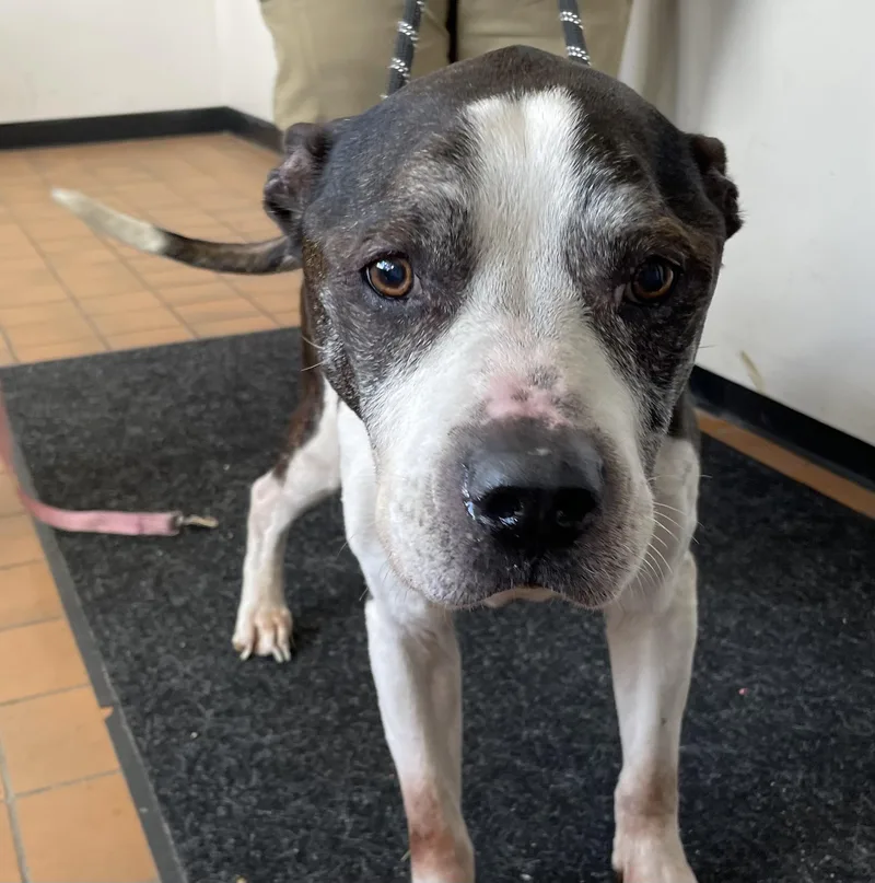 A senior large-sized male Brindle Pit Bull Terrier dog named Gerald Hold for adoption in Canton, OH