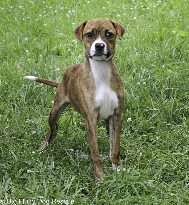 A baby medium-sized female Brindle Boxer dog named Glitch for adoption in Nashville, TN