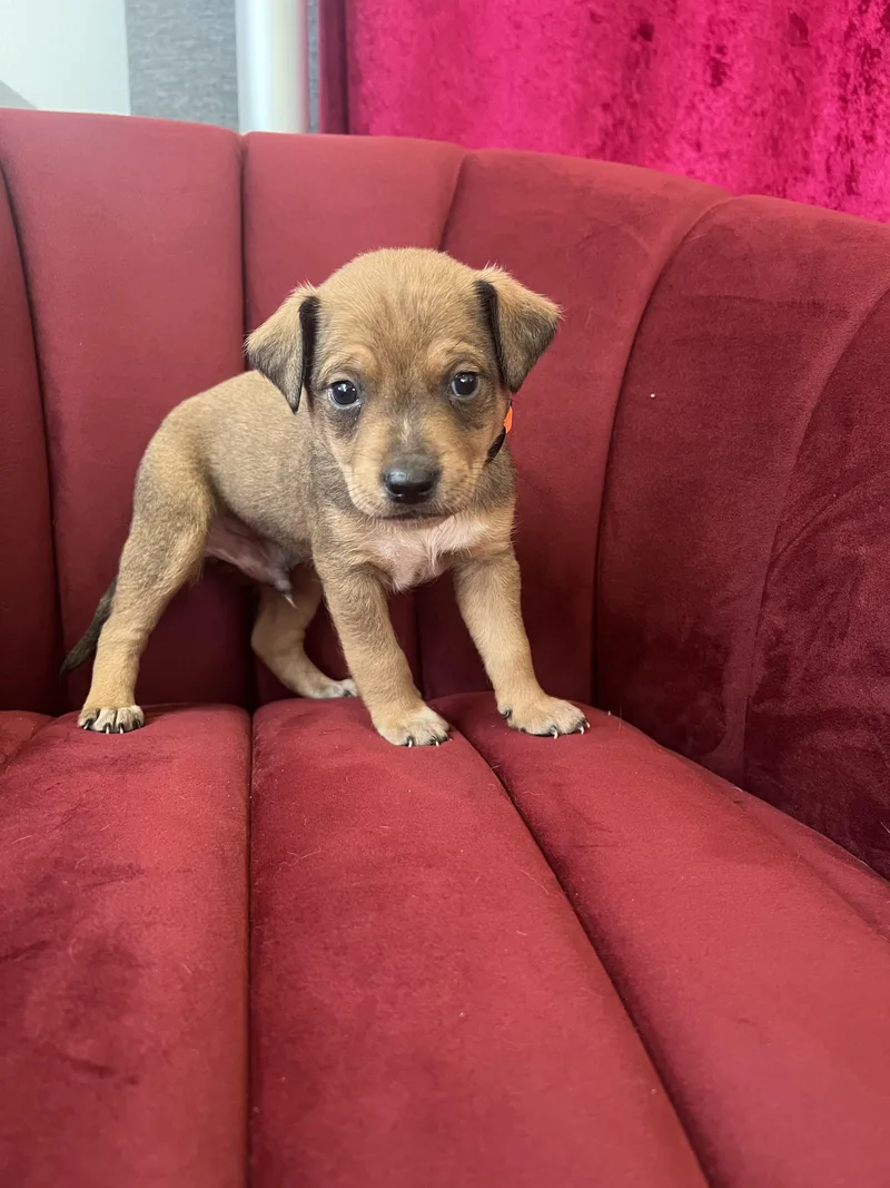 A baby small-sized male Yellow / Tan / Blond / Fawn Cattle Dog dog named Michael Jackson for adoption in West Hollywood, CA