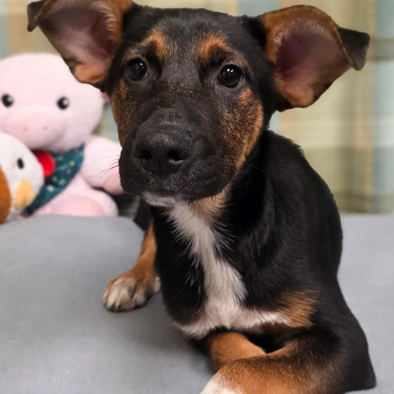 A baby medium-sized male Shepherd dog named Charlie for adoption in Gainesville, TX