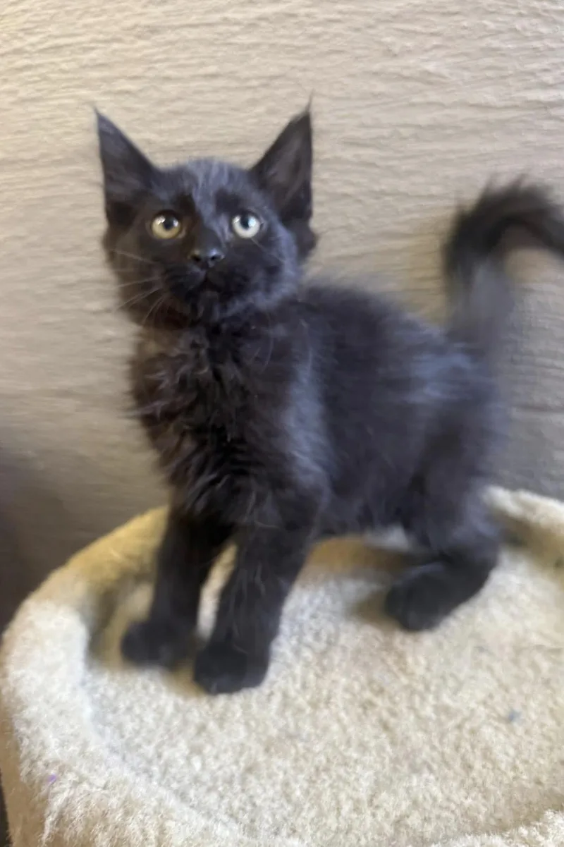 A young medium-sized female Black Domestic Medium Hair cat named Fluffy for adoption in Vicksburg, MS
