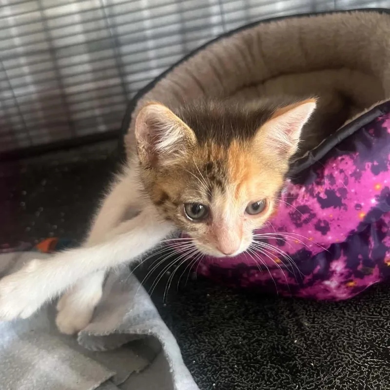 A baby small-sized female Gray / Blue / Silver Domestic Short Hair cat named Pandora for adoption in Willows, CA
