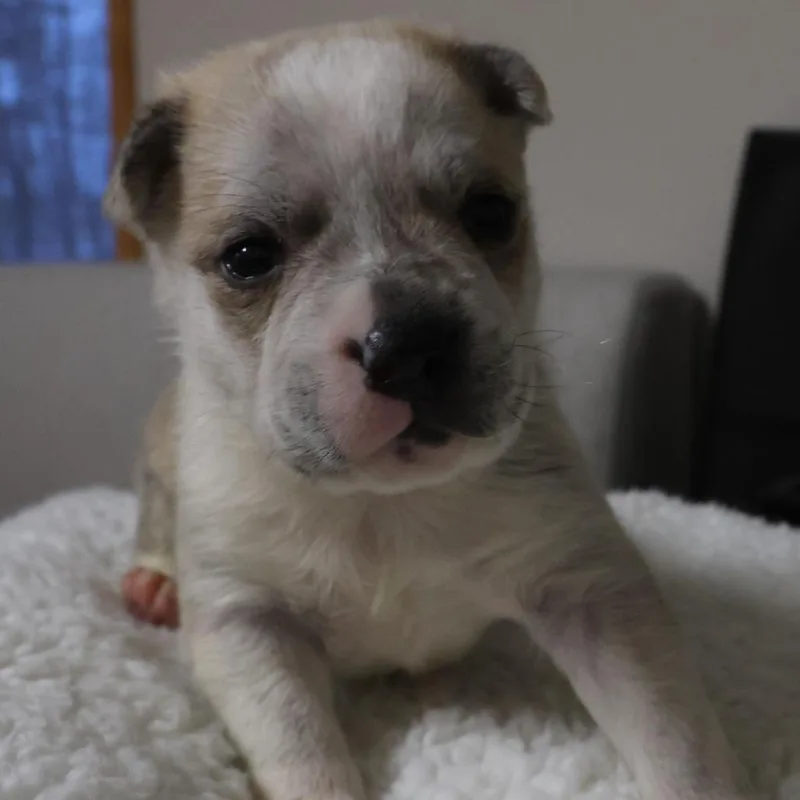 A baby small-sized male White / Cream German Shepherd Dog dog named Rockii D for adoption in Princeton, MN