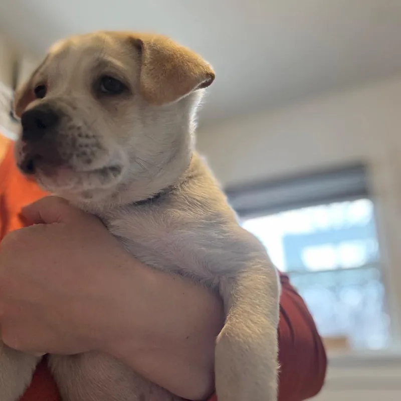 Rockii D thumbnail 2