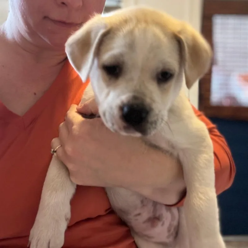 Rockii D thumbnail 3