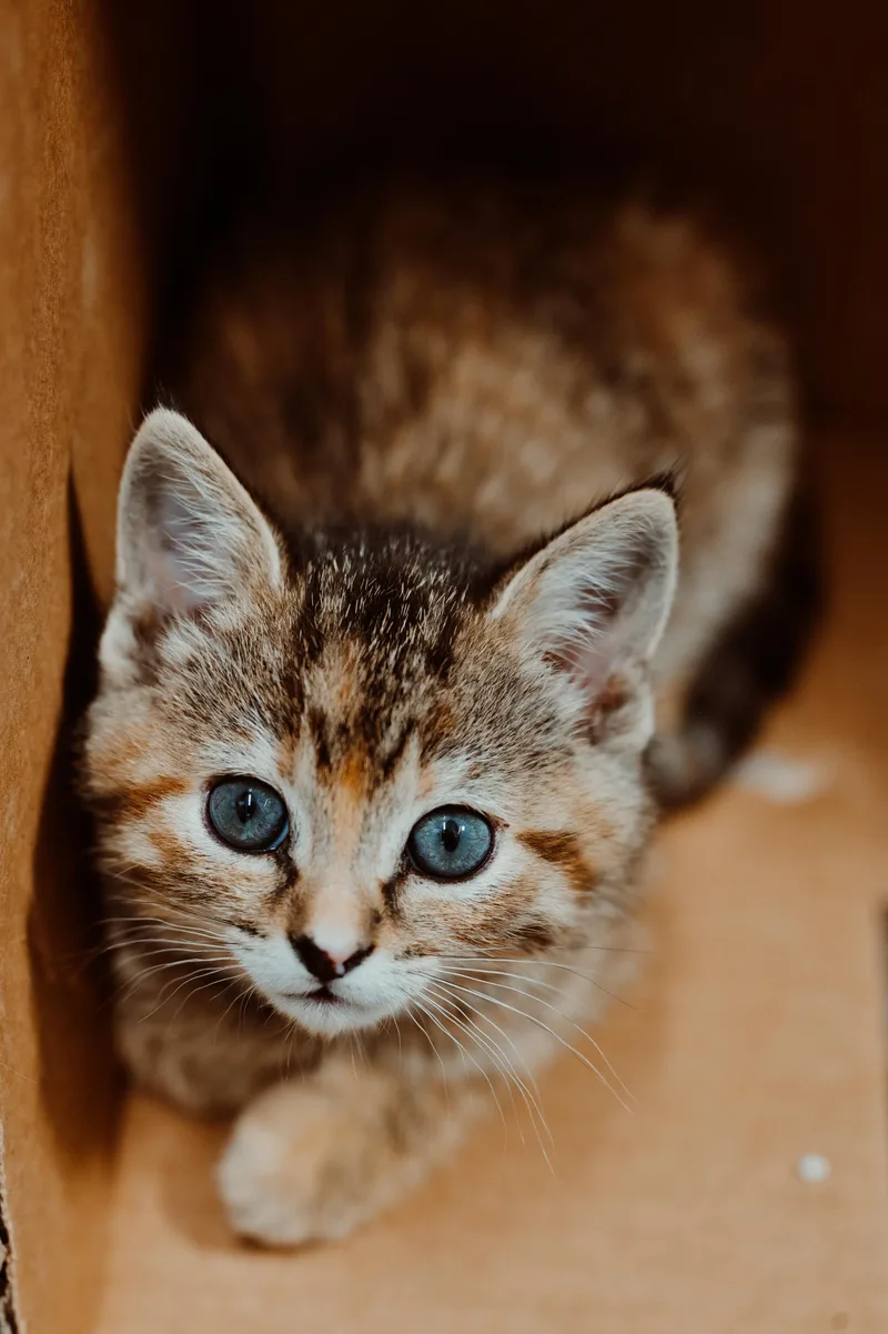 A baby medium-sized female Tabby (Tiger Striped) Domestic Short Hair cat named Spice for adoption in Le Mars, IA