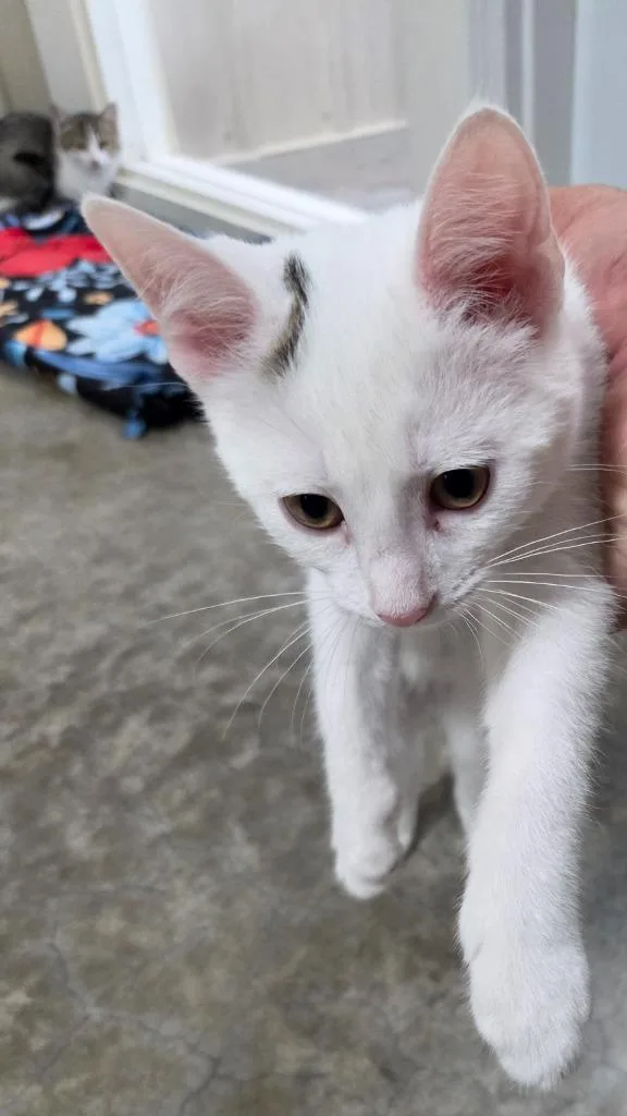 A baby medium-sized male Domestic Short Hair cat named Bondi for adoption in Medford, WI