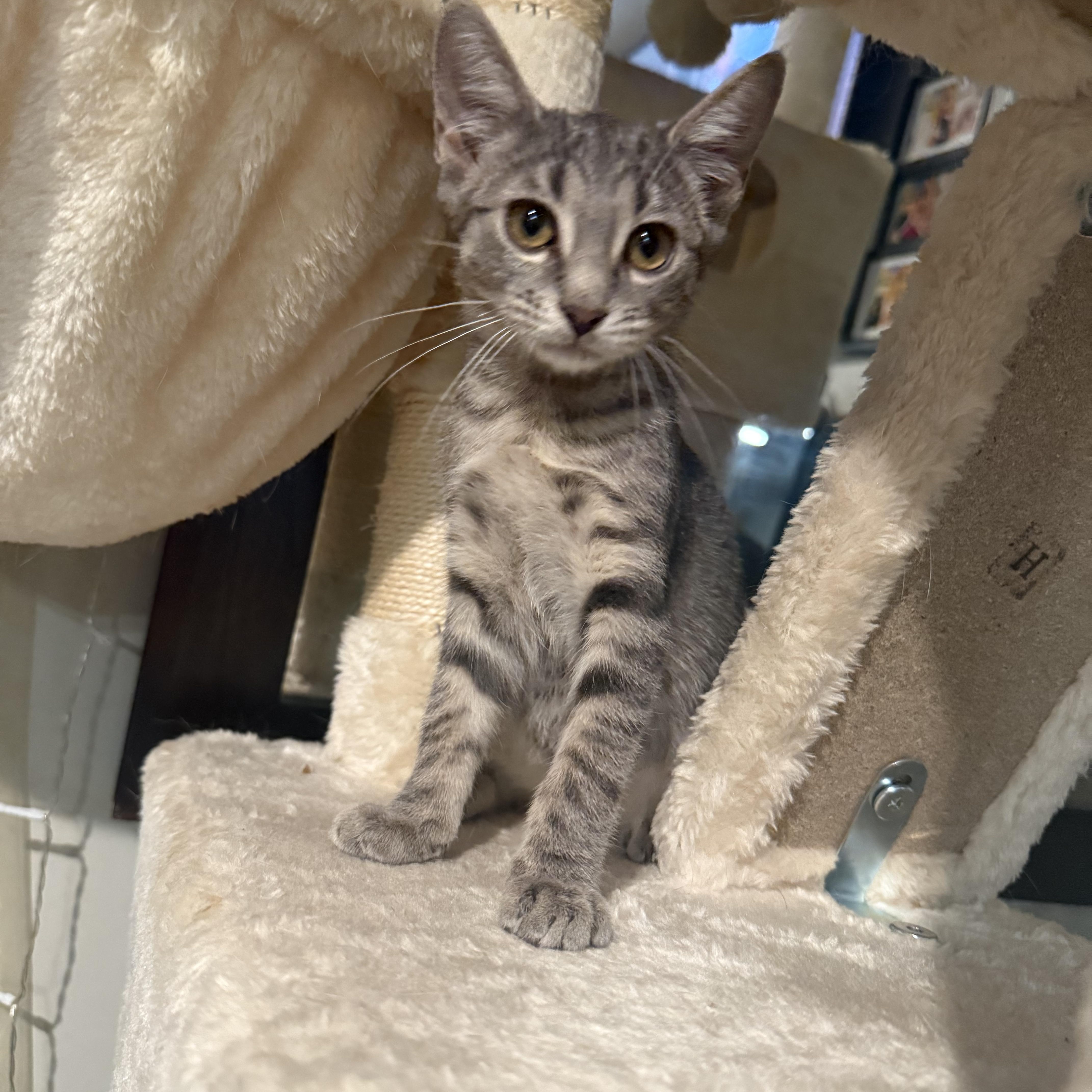 A baby medium-sized female Domestic Short Hair cat named Mika for adoption in Moriches, NY