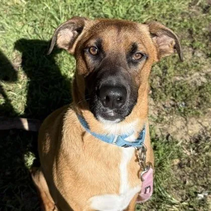 A young medium-sized male Black Mouth Cur dog named Red Bird for adoption in Voorhees, NJ