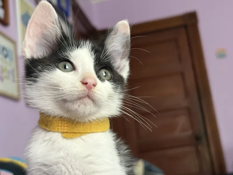 A young medium-sized male Black Domestic Short Hair cat named Ferdinand for adoption in Baltimore, MD