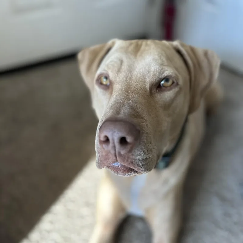 An adult large-sized male Pit Bull Terrier dog named Ronin for adoption in Colorado Springs, CO