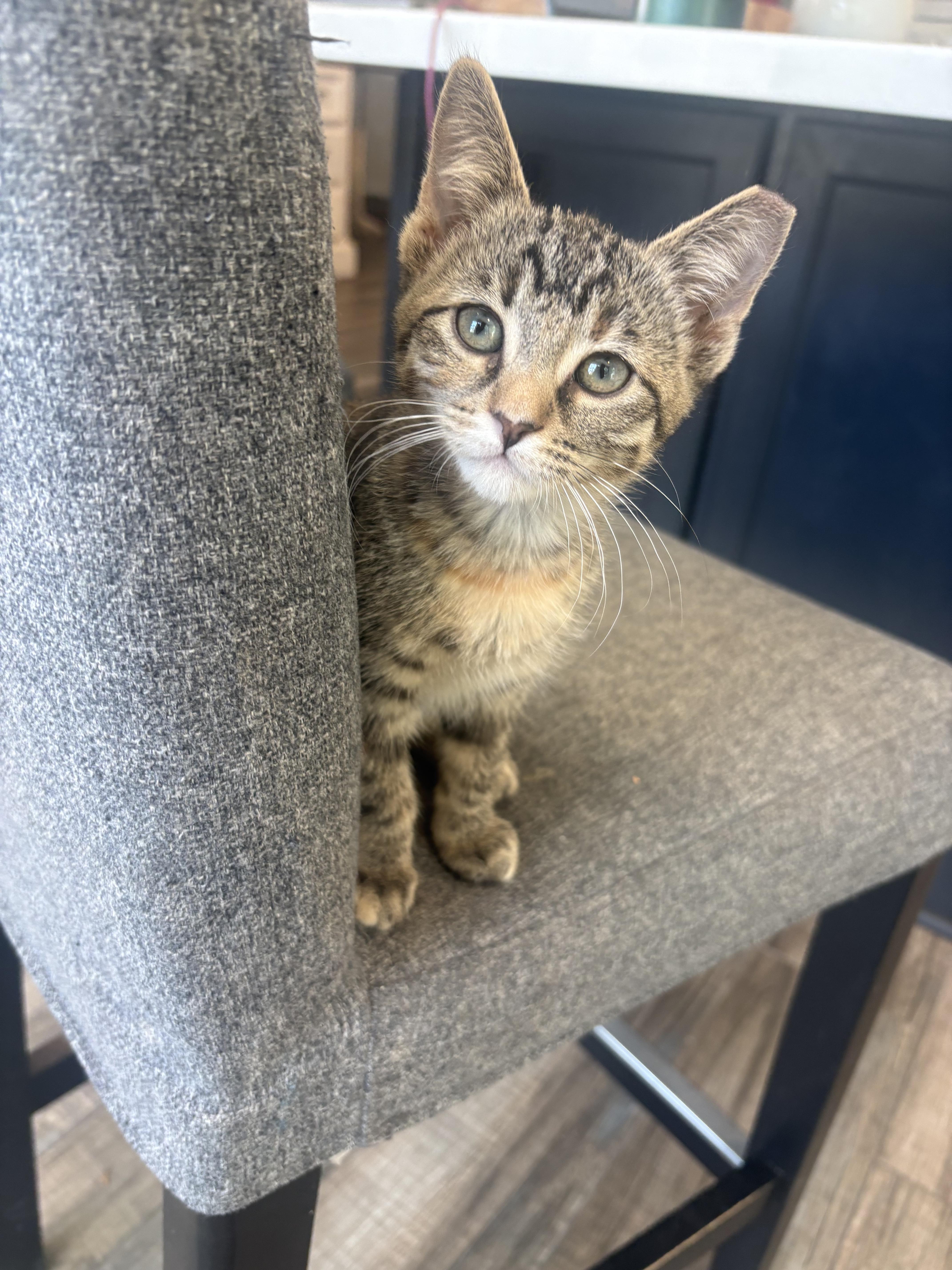 A young medium-sized female Tabby (Buff / Tan / Fawn) Domestic Short Hair cat named Charisma for adoption in Phoenix, AZ