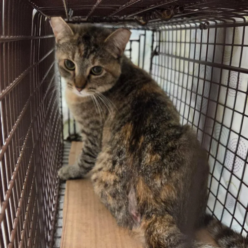 An adult small-sized female Brown / Chocolate Domestic Short Hair cat named Turtle for adoption in Chattanooga, TN