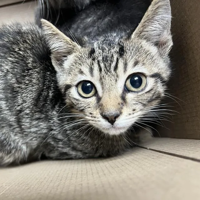 A baby small-sized male Brown / Chocolate Domestic Short Hair cat named Gumball for adoption in Lake Panasoffkee, FL