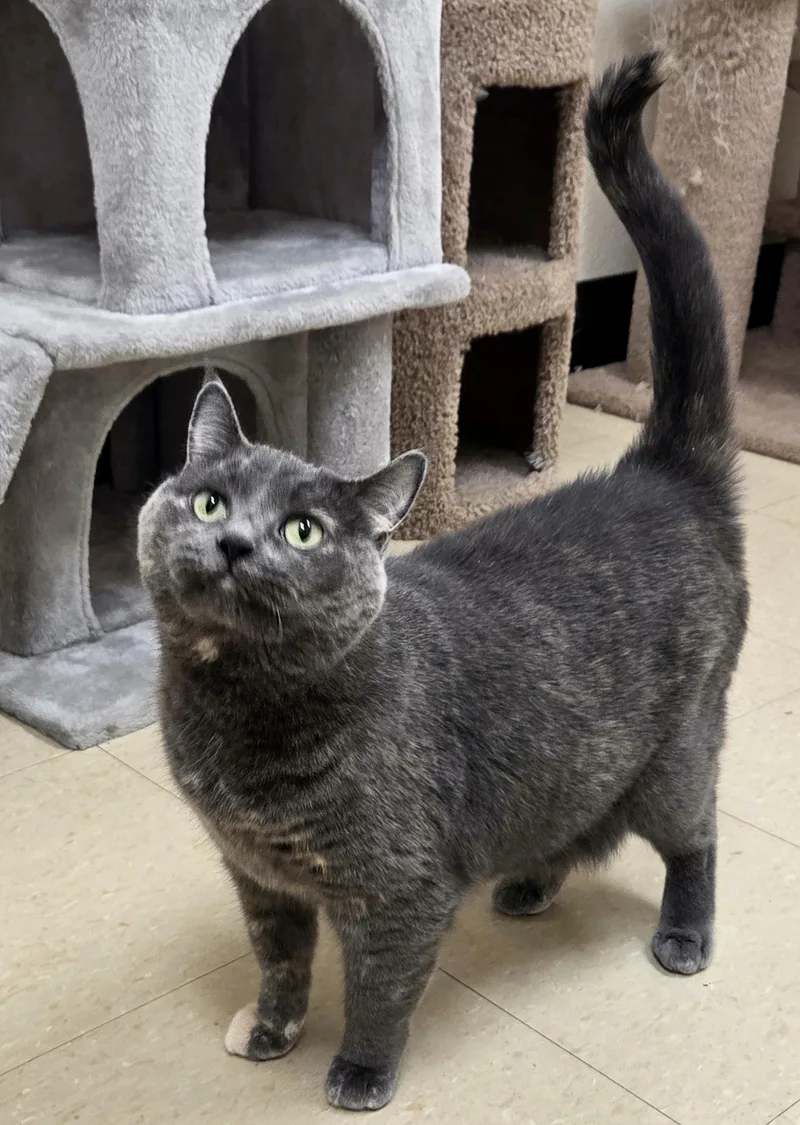 An adult large-sized female Dilute Tortoiseshell Domestic Short Hair cat named Pipin for adoption in Red Wing, MN