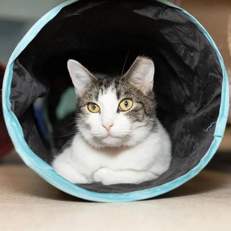 An adult medium-sized female Brown / Chocolate Domestic Short Hair cat named Donut for adoption in Evansville, IN