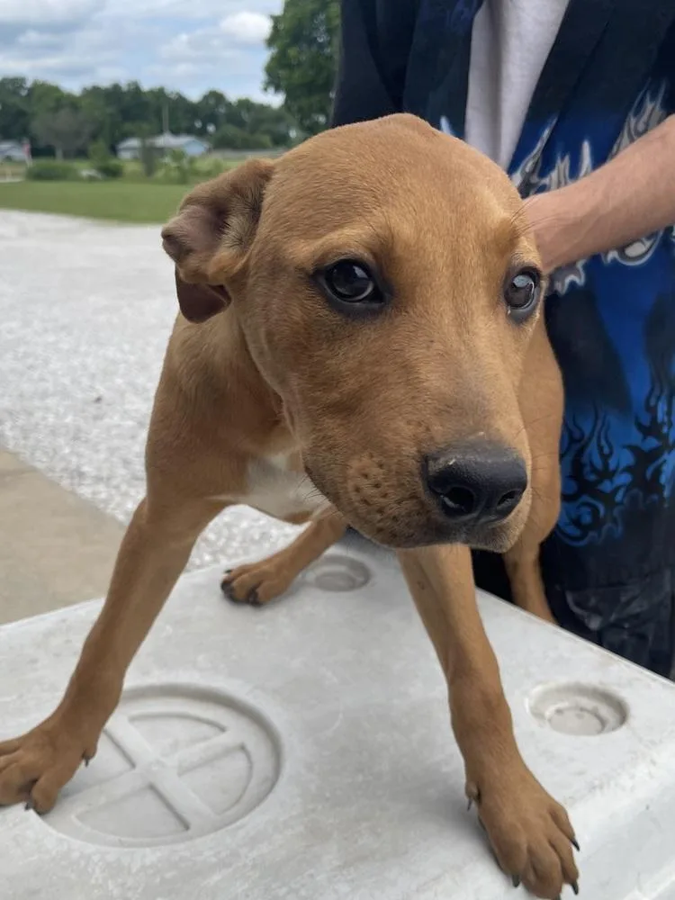 A baby medium-sized male Labrador Retriever dog named Perry for adoption in Bolivar, MO