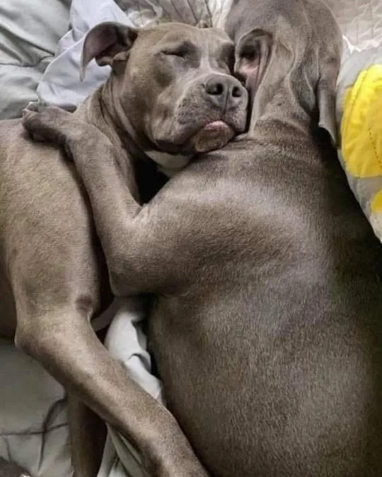 Remi & Rayne  thumbnail 3