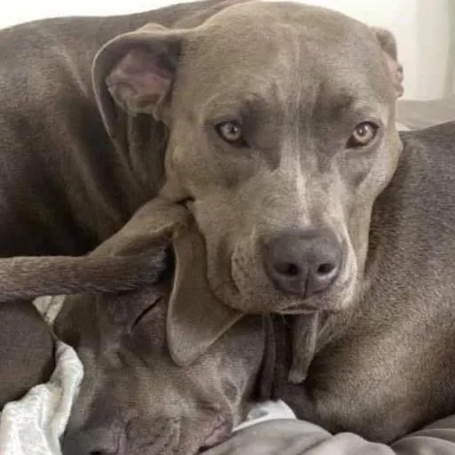 Remi & Rayne  thumbnail 4