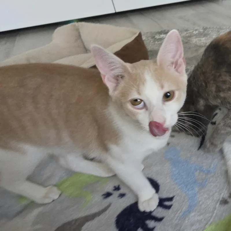 Bagel thumbnail 3