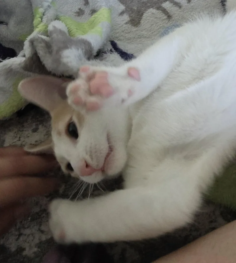 Bagel thumbnail 4
