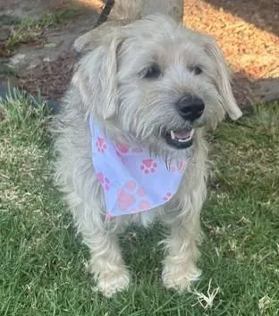 A young small-sized female Apricot / Beige Norfolk Terrier dog named Connie for adoption in Bell Gardens, CA