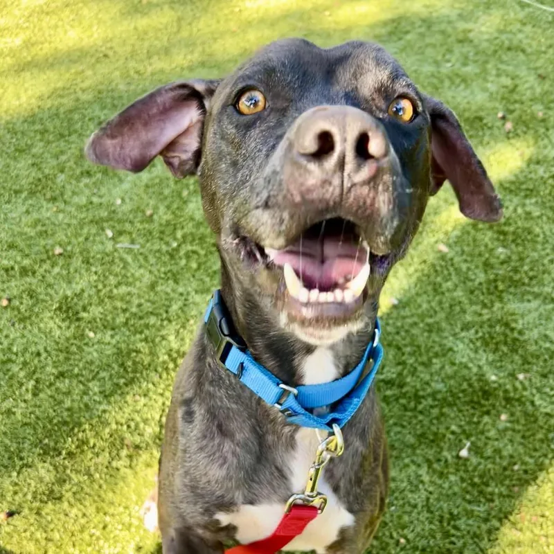 An adult medium-sized male Gray / Blue / Silver Mixed Breed dog named Cole for adoption in Sarasota, FL