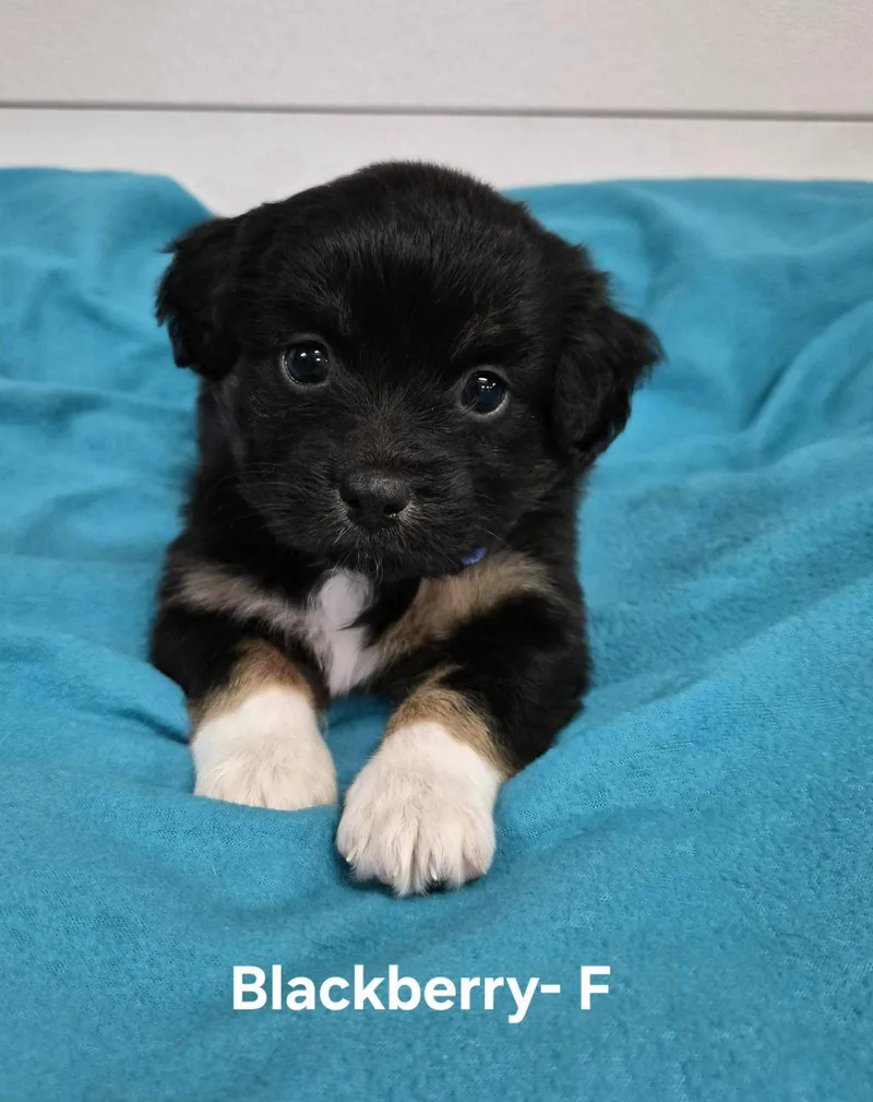 A baby medium-sized female Australian Shepherd dog named Blackberry for adoption in Hillside, IL
