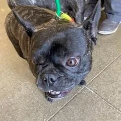 An adult medium-sized female Brindle French Bulldog dog named Shuri for adoption in York, PA