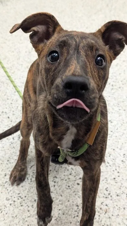 A young medium-sized female Mixed Breed dog named Andarna for adoption in Atlanta, GA