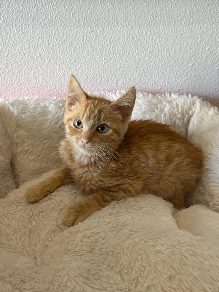 A baby medium-sized male Domestic Short Hair cat named Jack Be Little for adoption in Newberg, OR