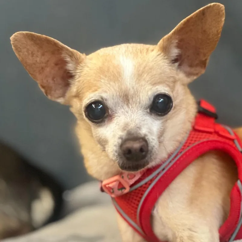 A senior small-sized female Yellow / Tan / Blond / Fawn Chihuahua dog named Tofutti for adoption in San Francisco, CA