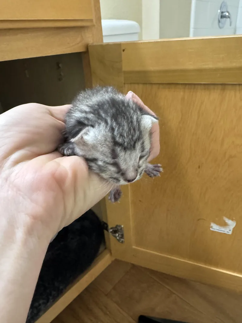 A baby small-sized male Domestic Short Hair cat named Rocky for adoption in Davidson, NC