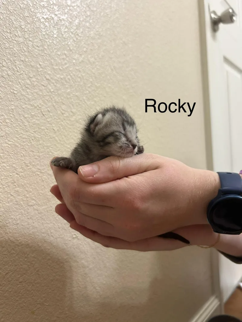 Rocky thumbnail 2