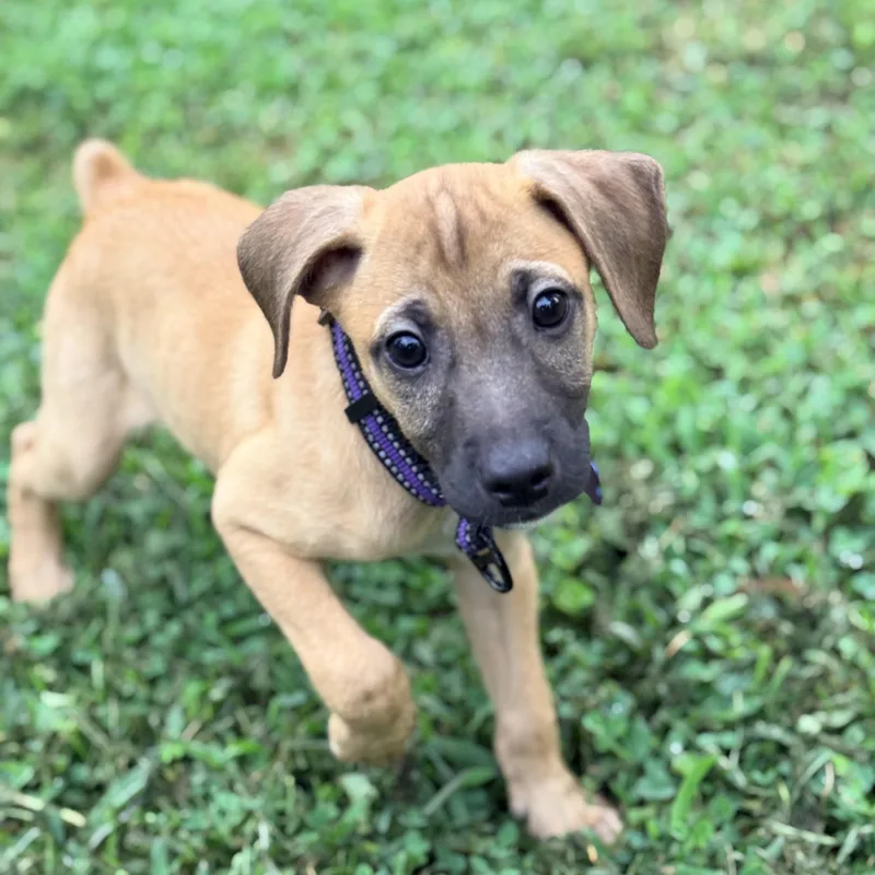 A baby small-sized male Brown / Chocolate Terrier dog named Buoy for adoption in Columbia, MD