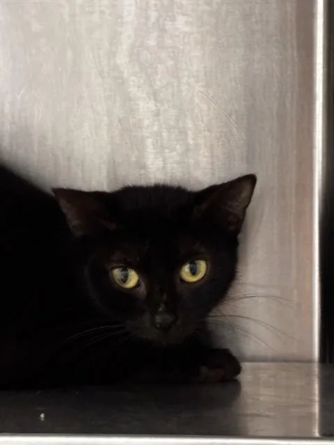 A young large-sized female Domestic Short Hair cat named Simone for adoption in Fort Lauderdale, FL