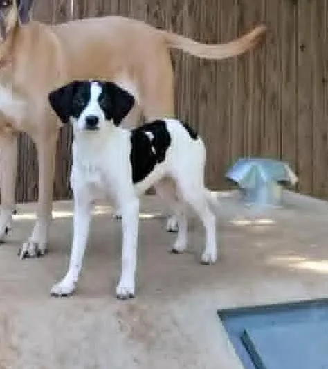 A young small-sized female Black Pointer dog named Patty Cake for adoption in Oklahoma City, OK