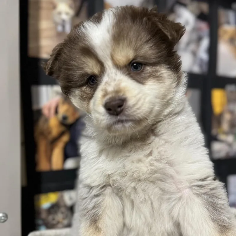 A baby small-sized female Brown / Chocolate Mixed Breed dog named Atenolol for adoption in Buffalo, MN
