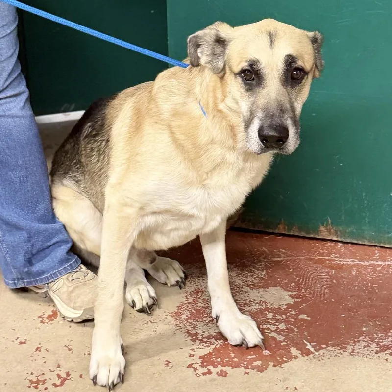 An adult large-sized male Mixed Breed dog named Juan Julio for adoption in Pauls Valley, OK