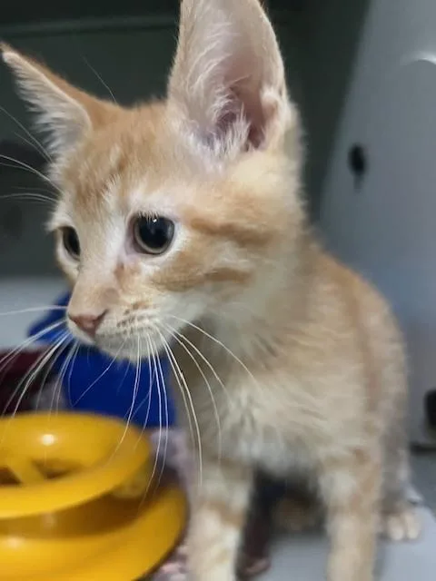 A baby small-sized male Tabby (Orange / Red) Domestic Short Hair cat named Townsend for adoption in Anoka, MN