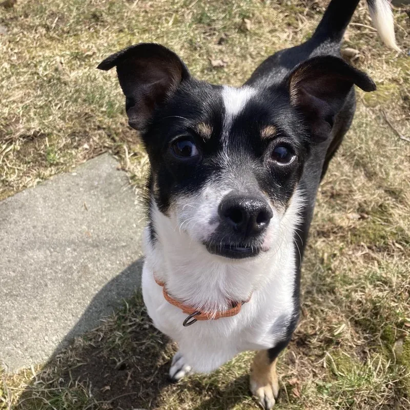 An adult small-sized female Black Chihuahua dog named Pinky for adoption in Providence, RI