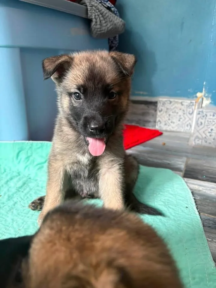 A baby large-sized male German Shepherd Dog dog named Riley for adoption in Berlin, NJ